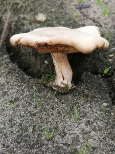 Mykotherapie und Vitalpilze