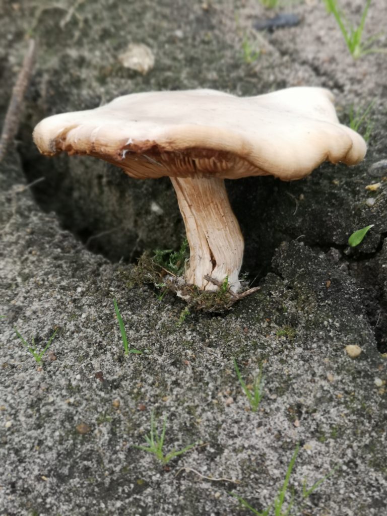 Mykotherapie und Vitalpilze