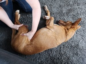 passive Bewegungstherapie