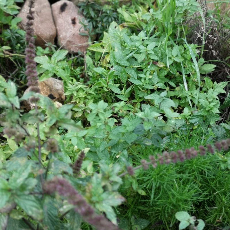 Kräuterfachfrau ab Herbst 2023 - ich freue mich auf die Anwendung am Tier und den vielfältigen Nutzen